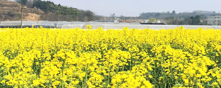厅市共建作物特色资源创制及应用四川省重点实验室